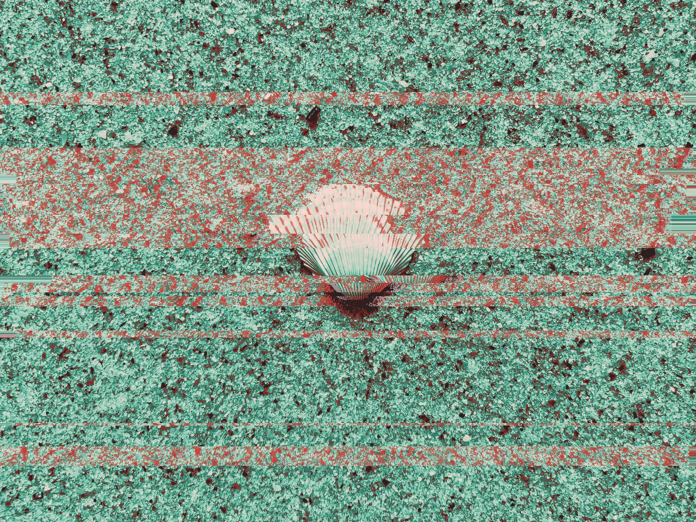 Single pink and white scallop shell lying on coarse wet sand