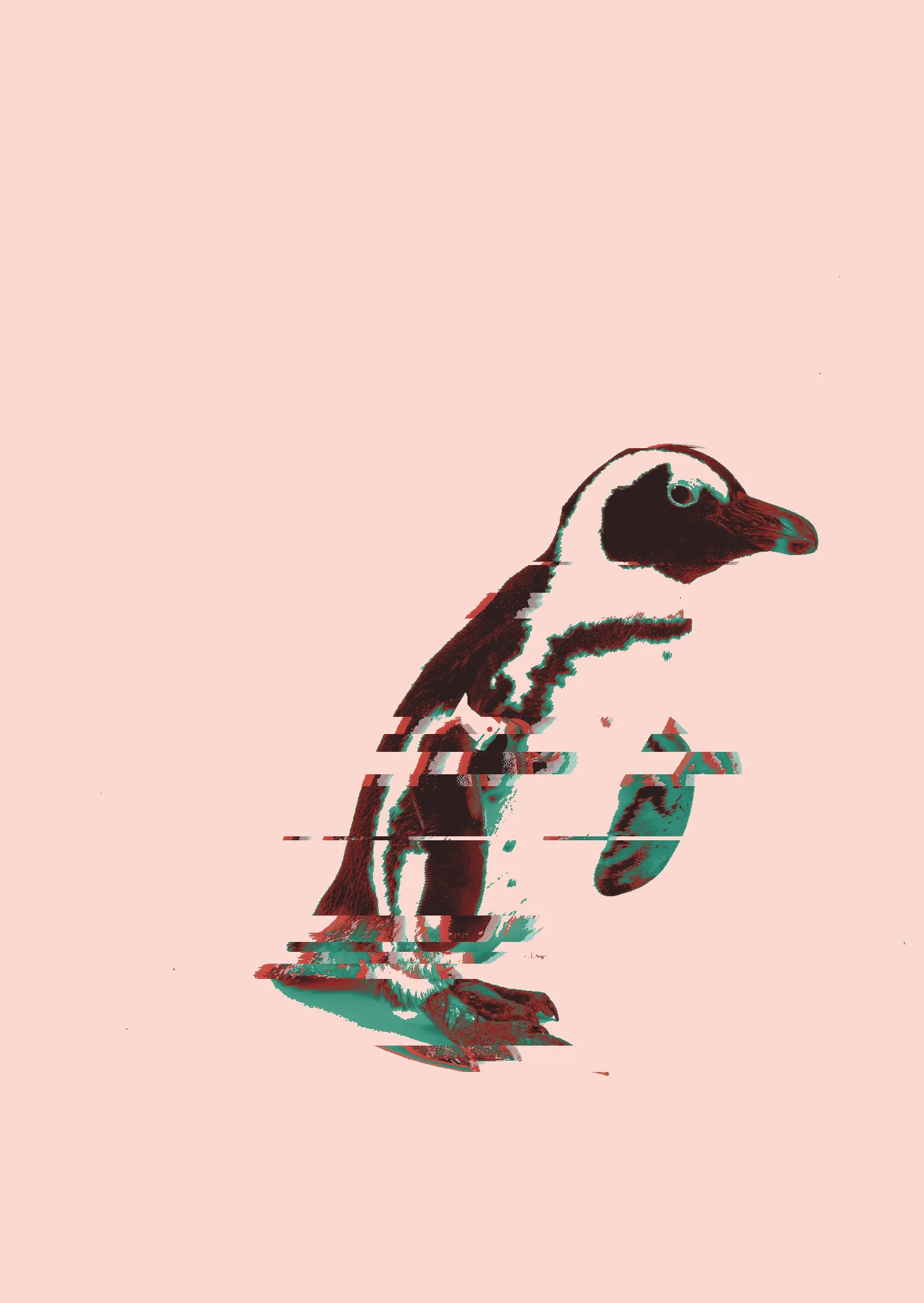 African penguin with a green flipper band standing on a white background