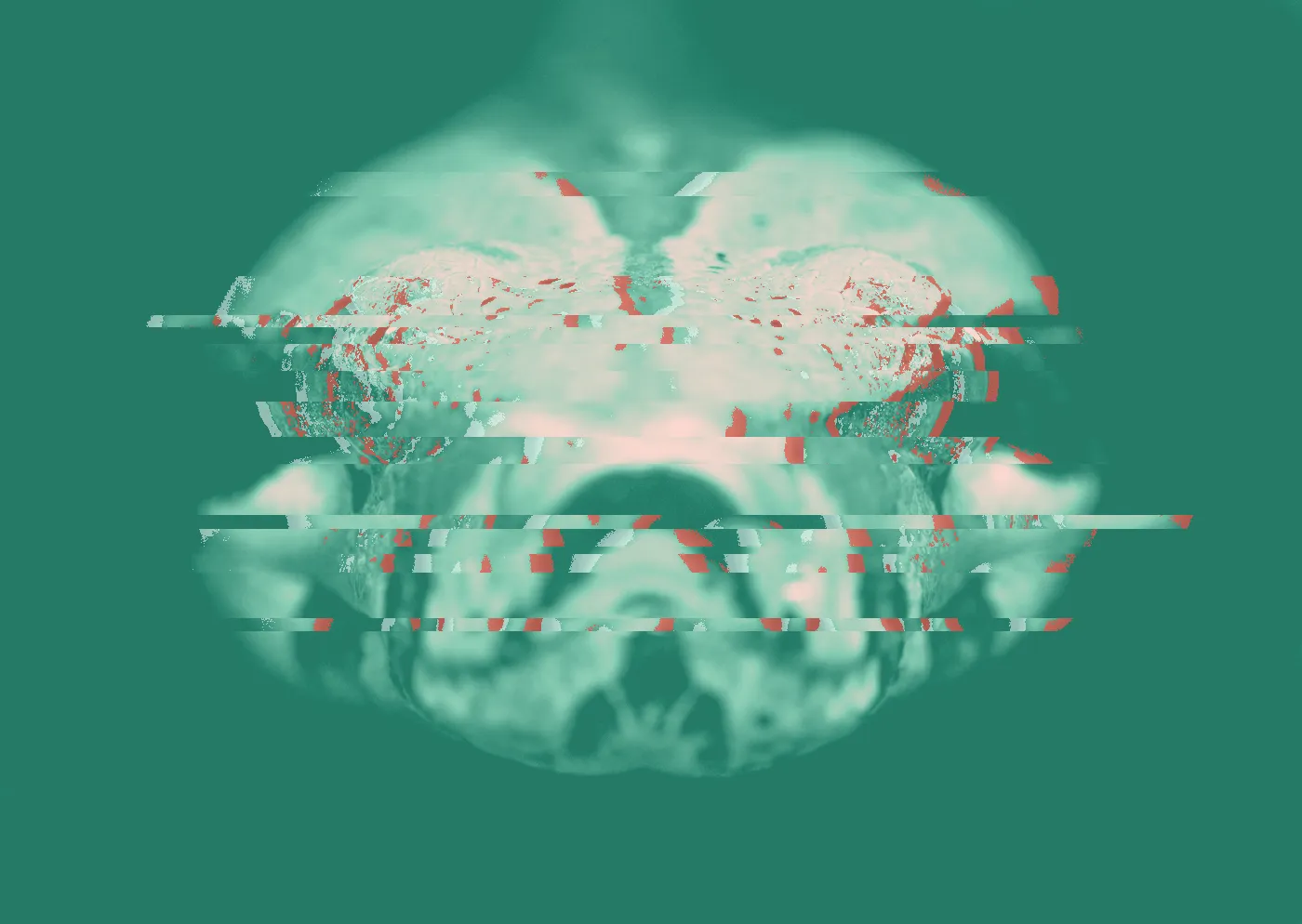 Close-up of a snake's head facing the camera against a black background